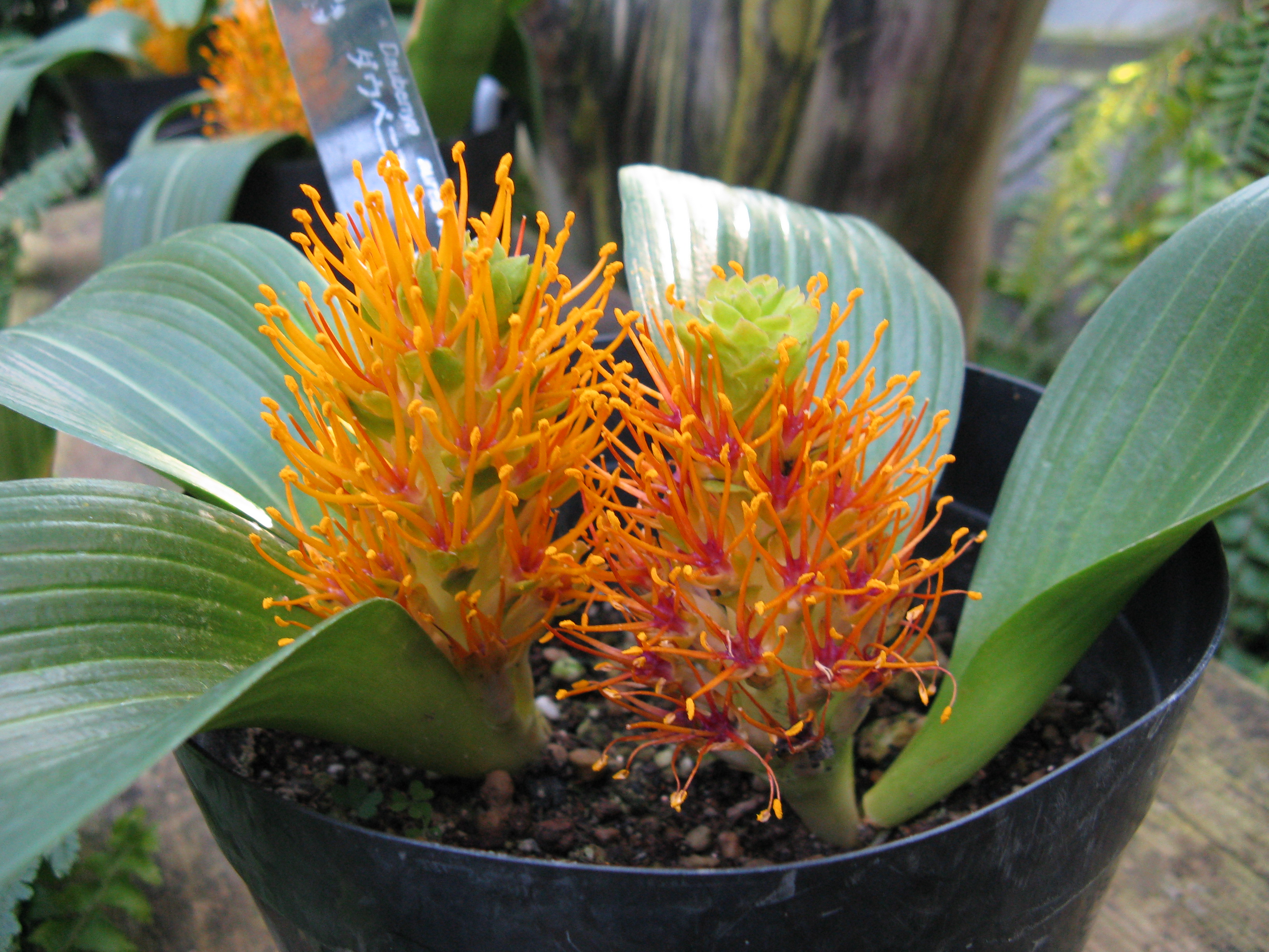 Daubenya marginata