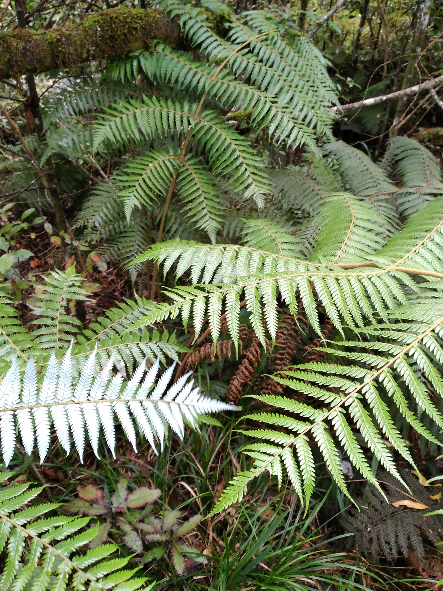 Cyathea dealbata