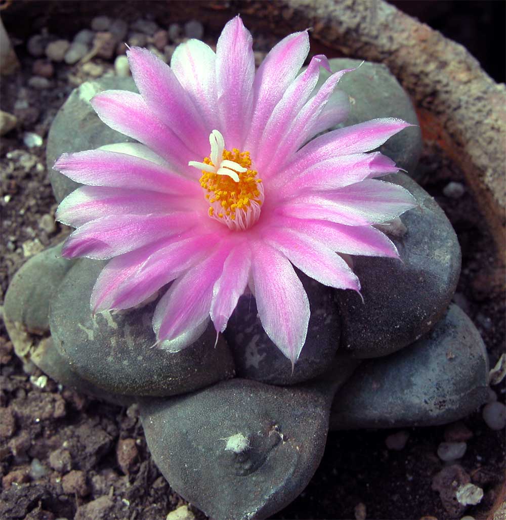 Ariocarpus lloydii