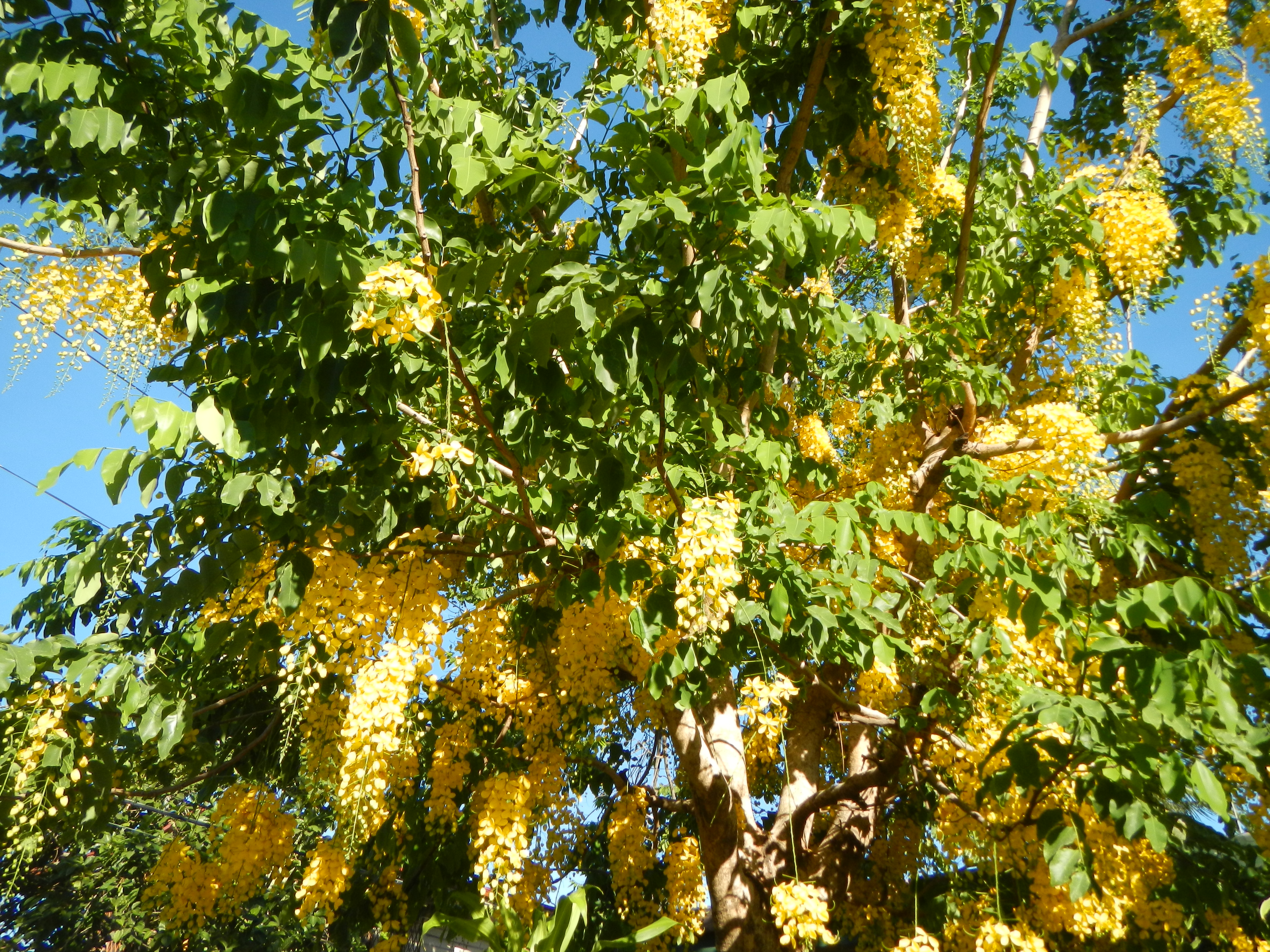Cassia fistula