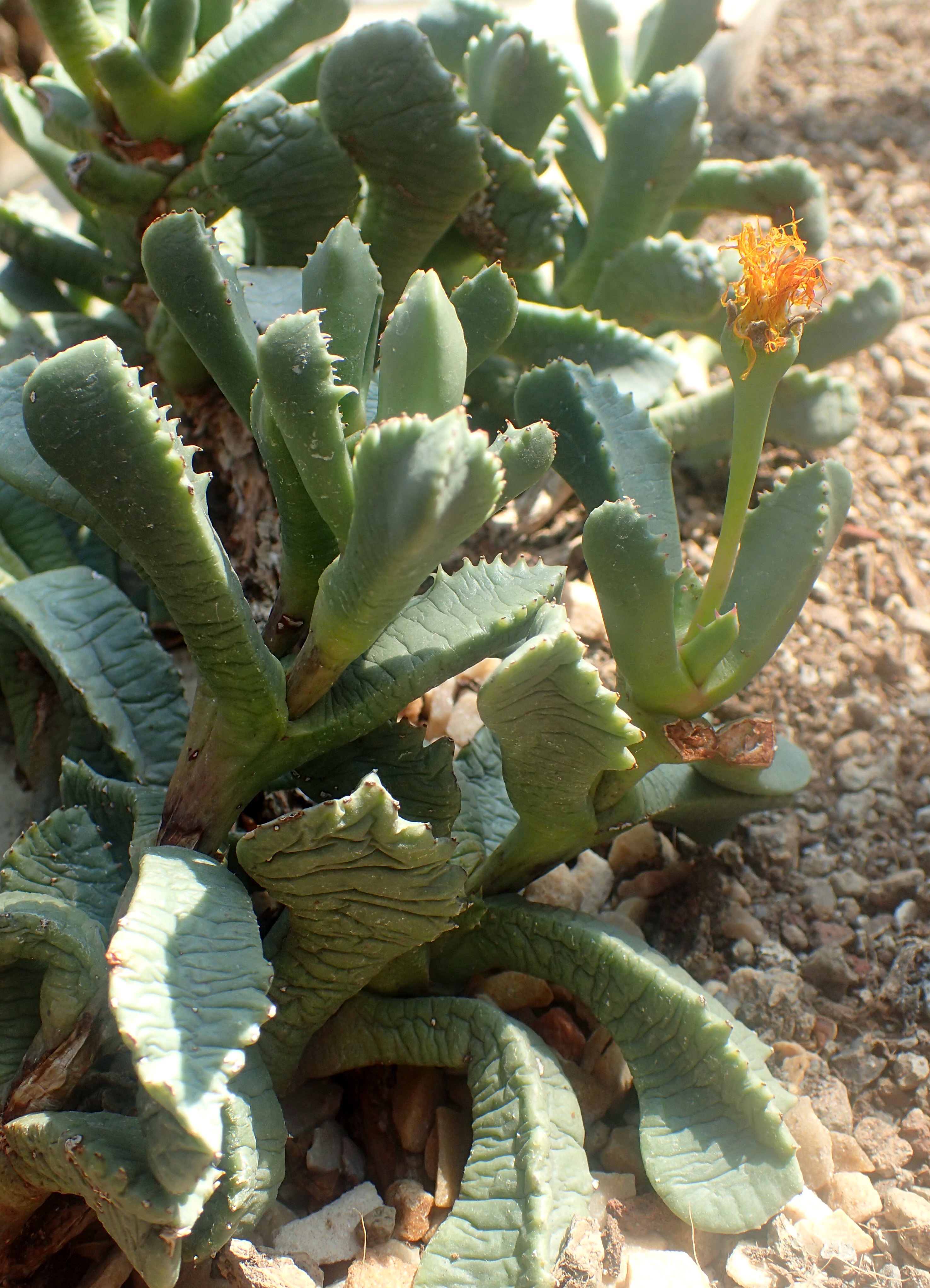Carruanthus peersii