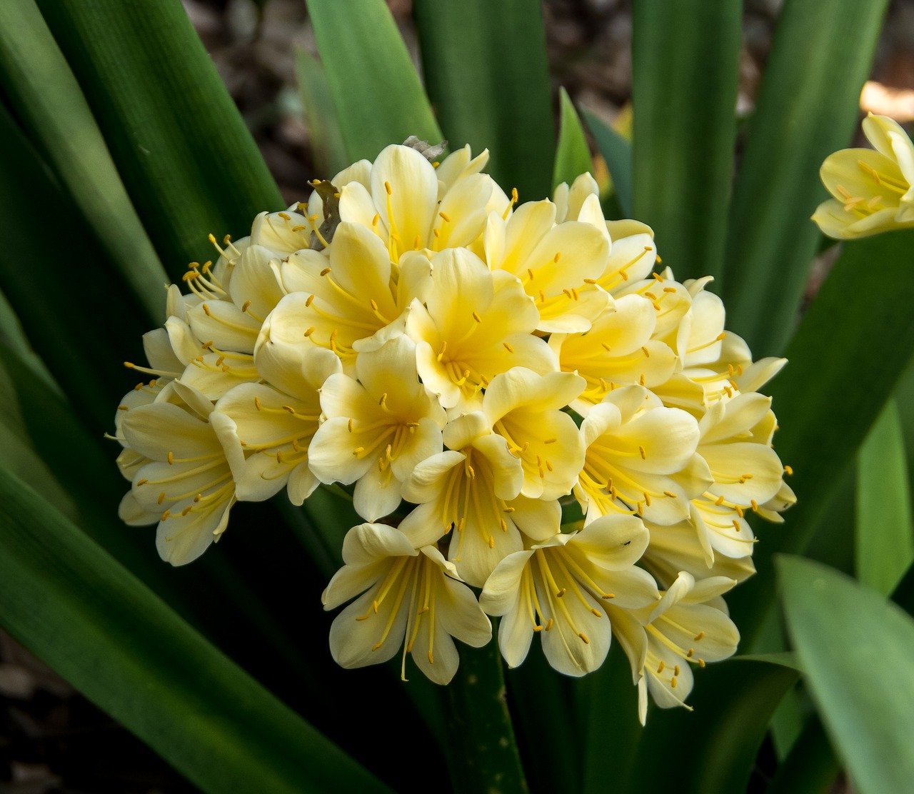 Clivia Nakamura Yellow variegated