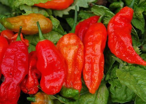 Chili Bhut Jolokia hot pepper