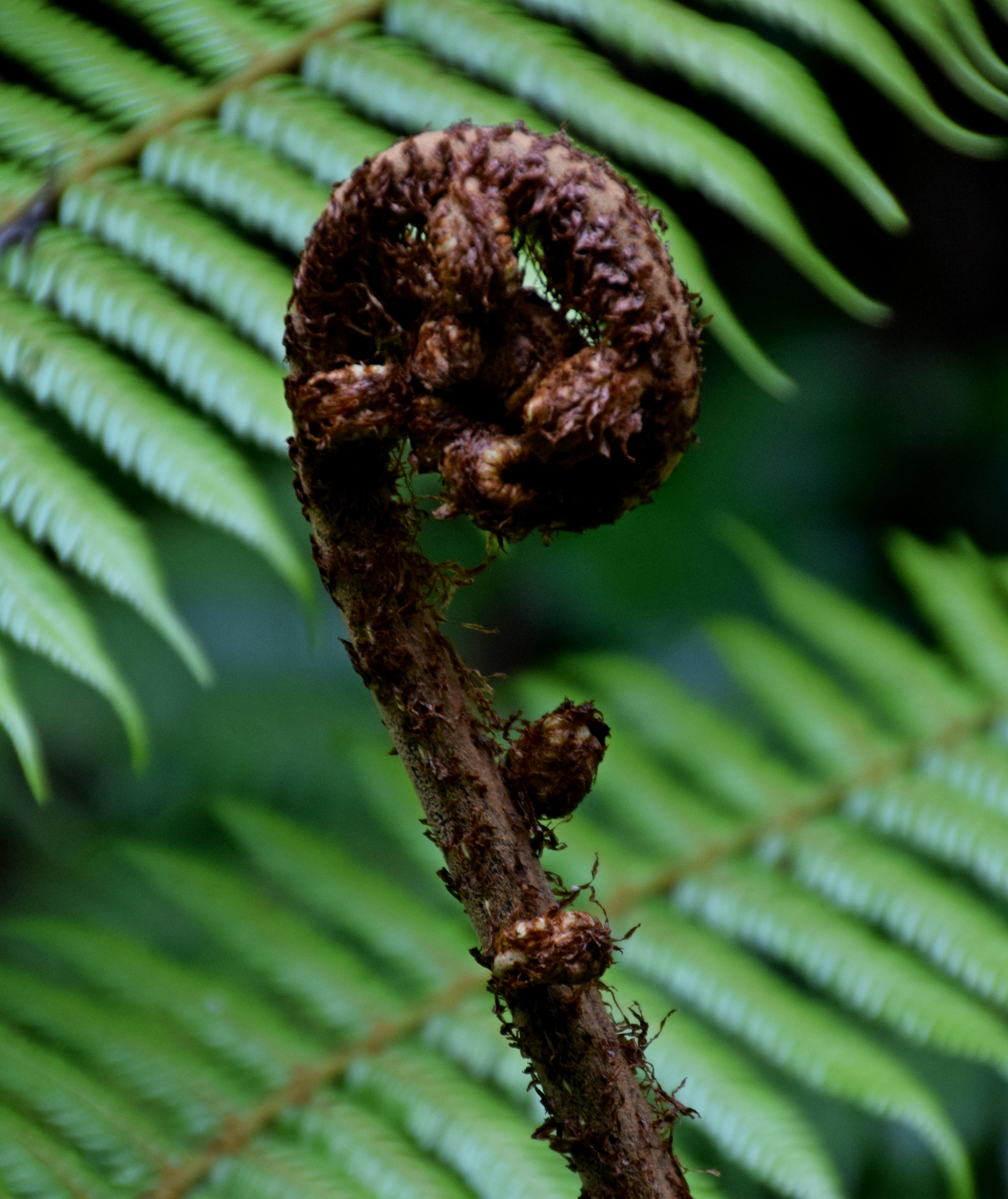 Cyathea dealbata