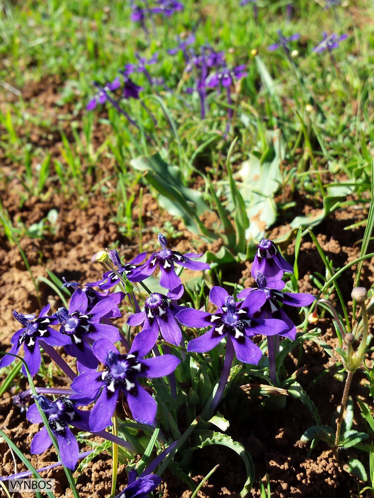 Lapeirousia oreogena