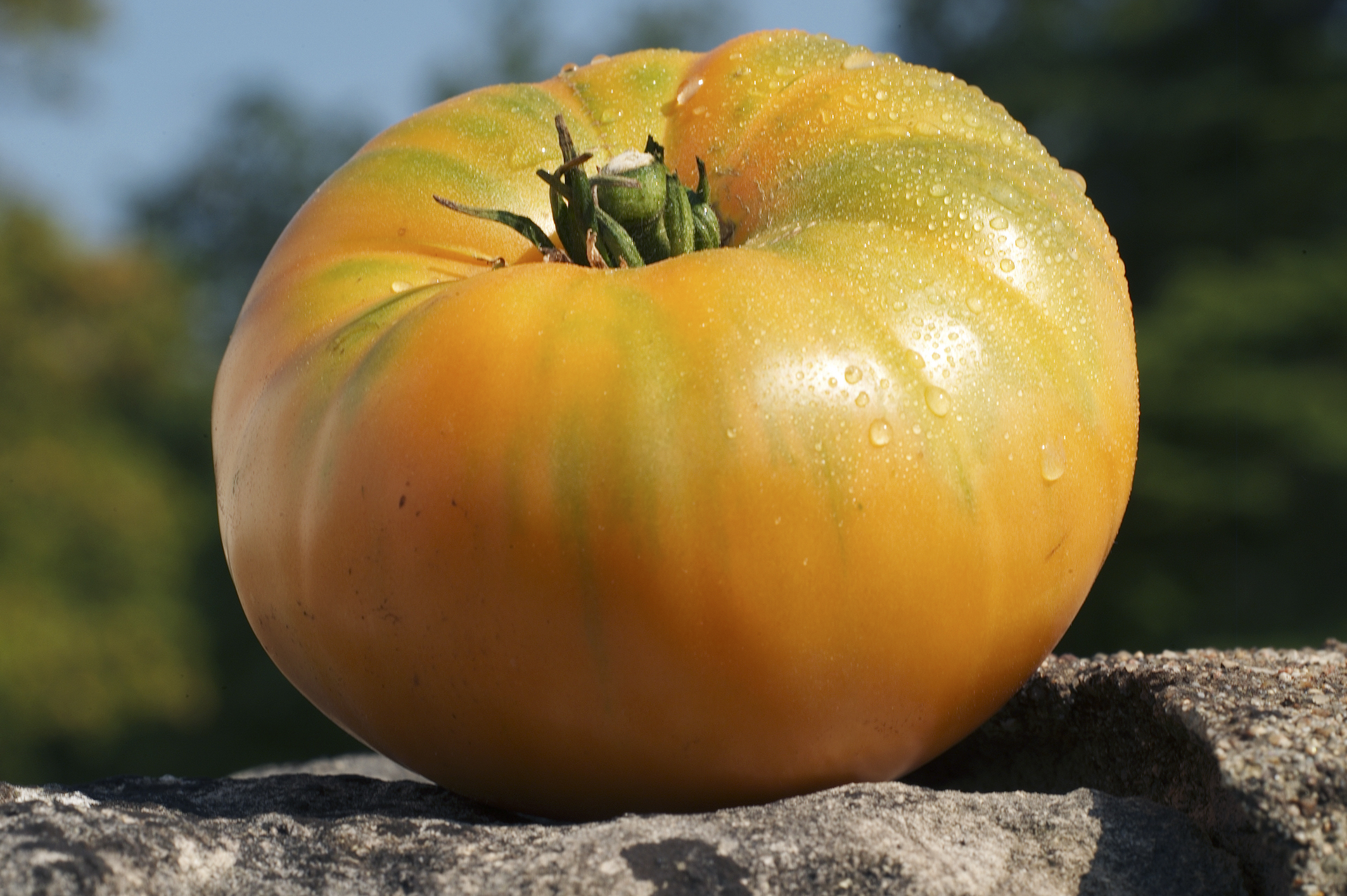 Tomate Amana Orange