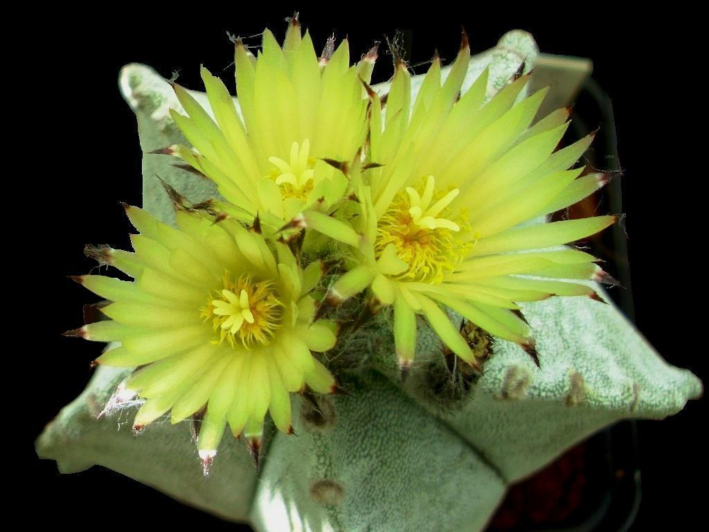 Astrophytum coahuilense