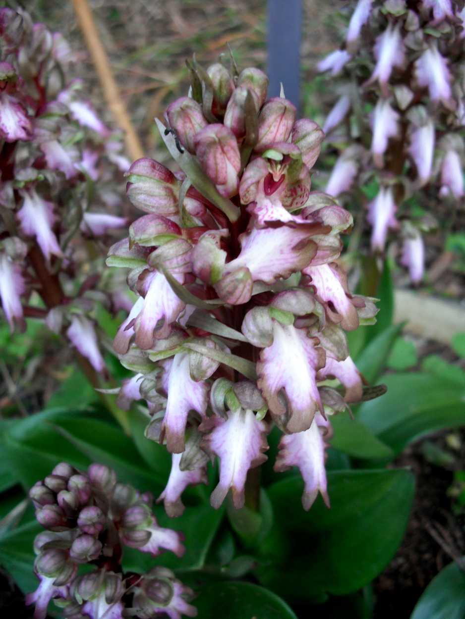 Barlia robertiana