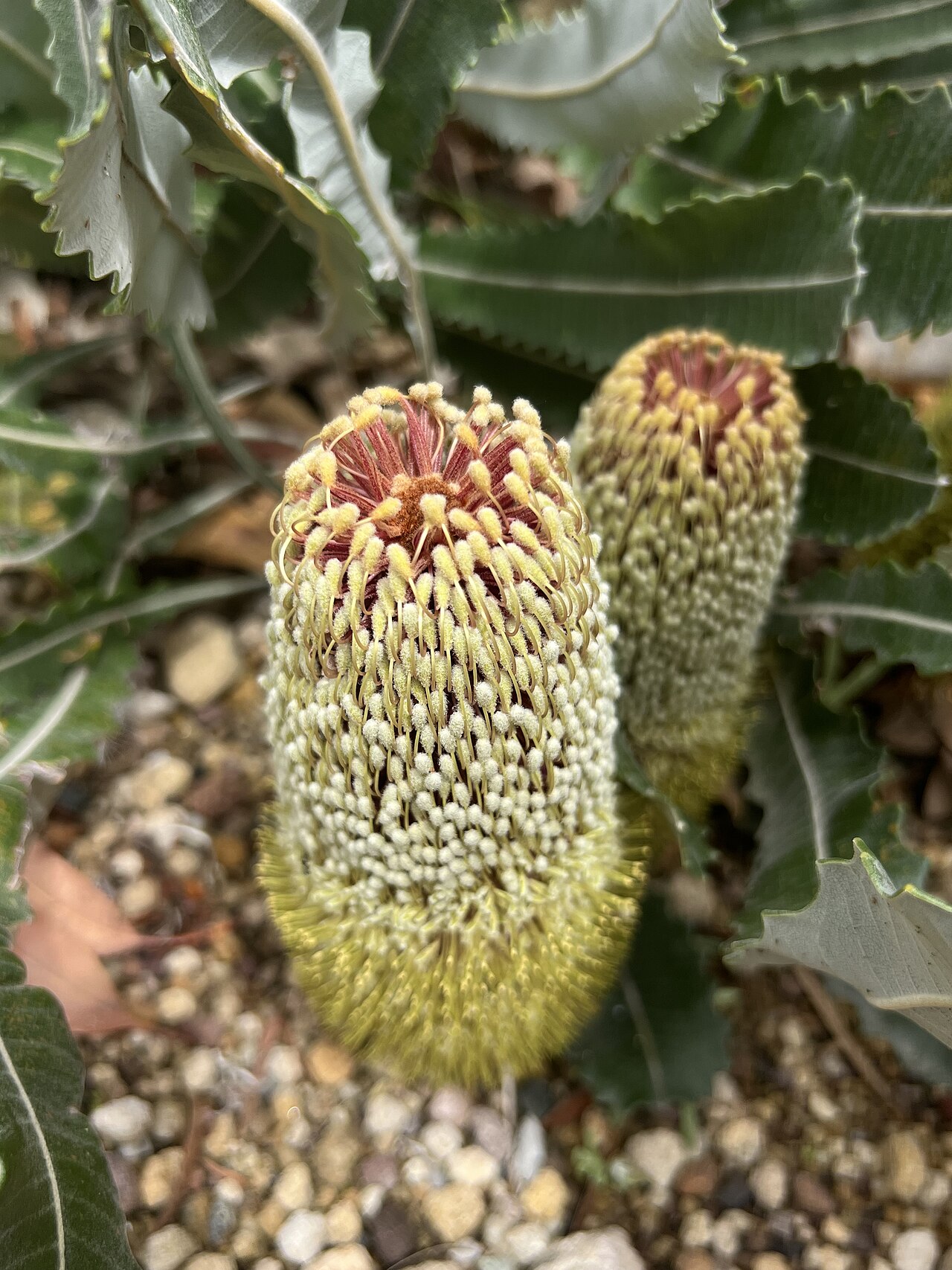 Banksia petiolaris