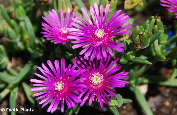 Delosperma lydenburgense