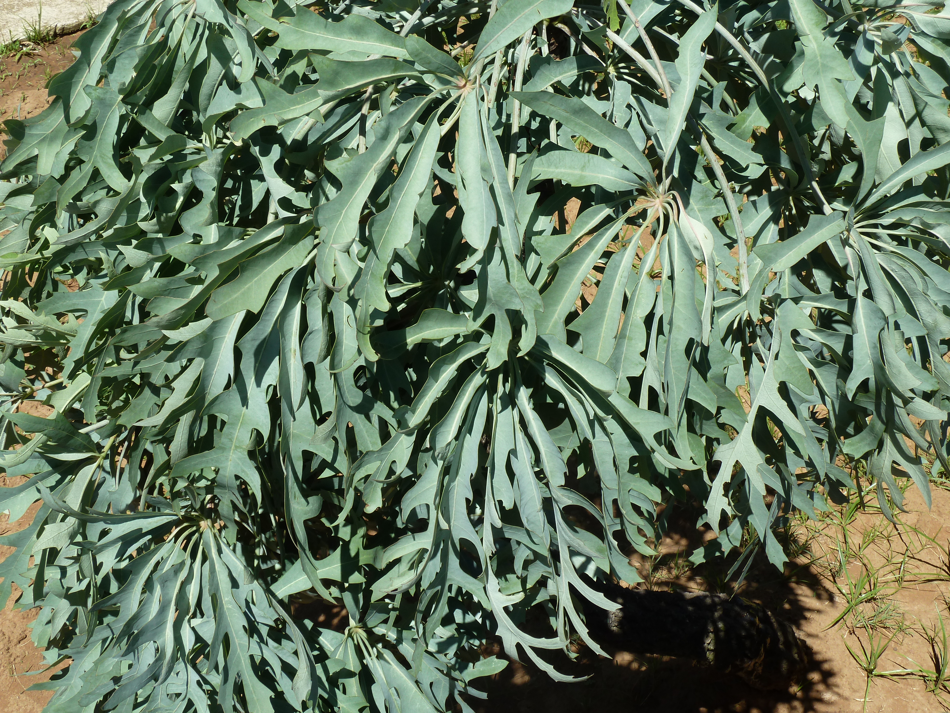 Cussonia paniculata
