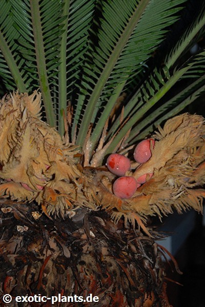 Cycas revoluta