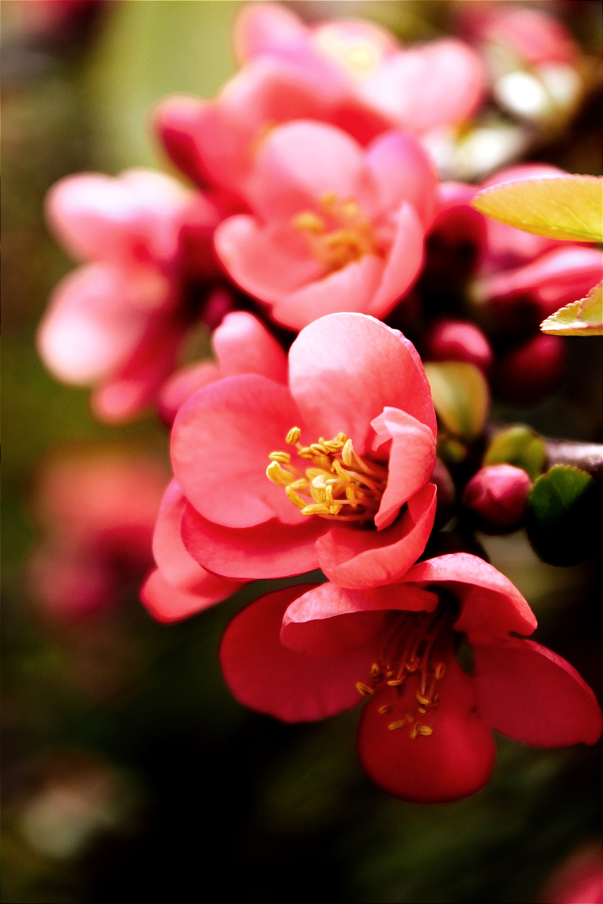 Chaenomeles japonica