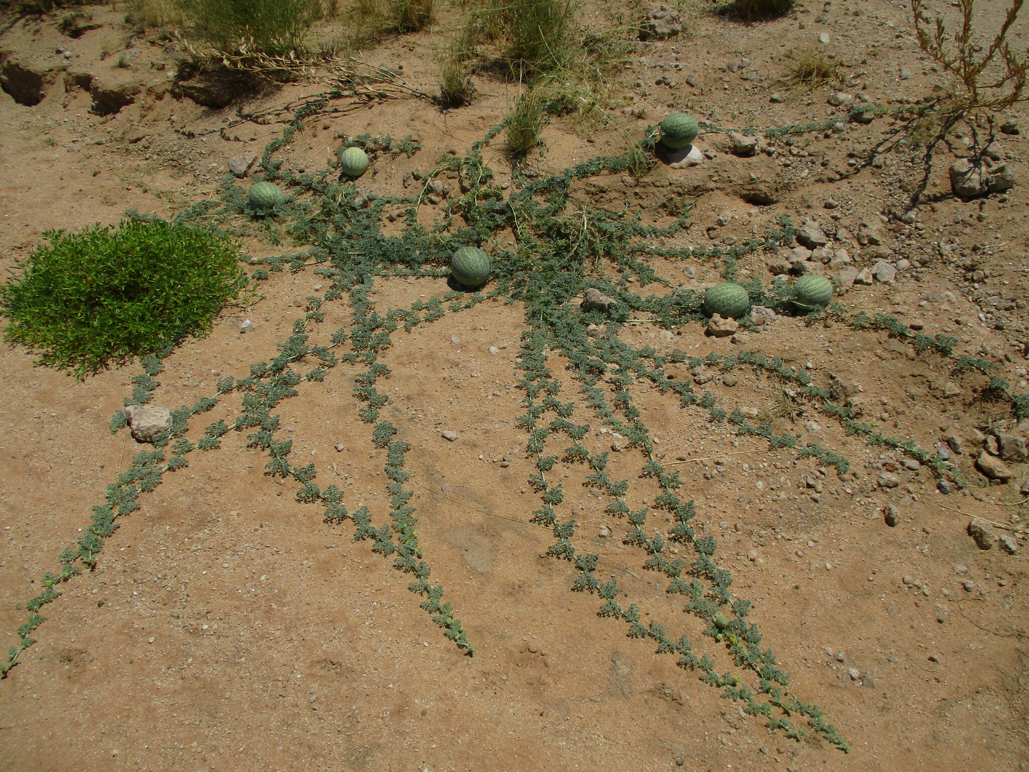 Citrullus ecirrhosus