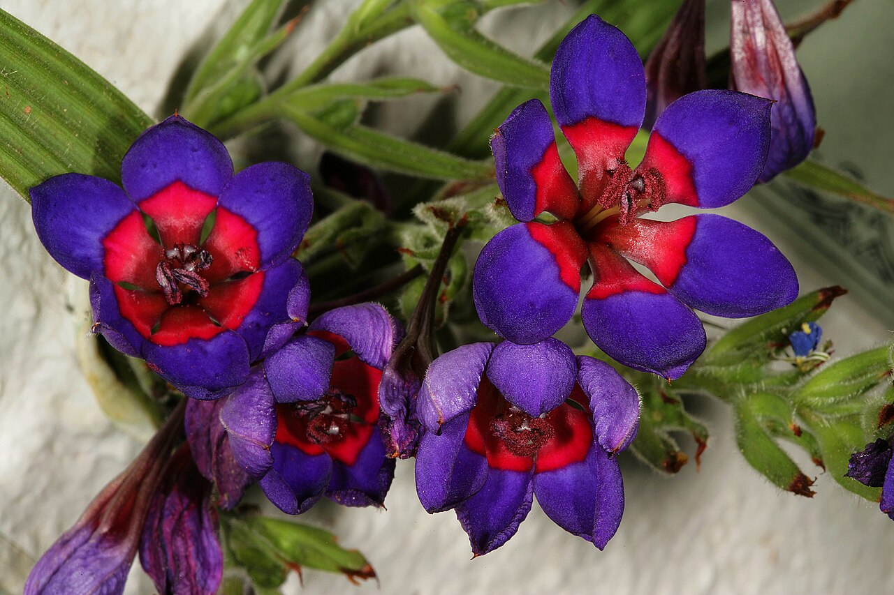 Babiana rubrocyanea