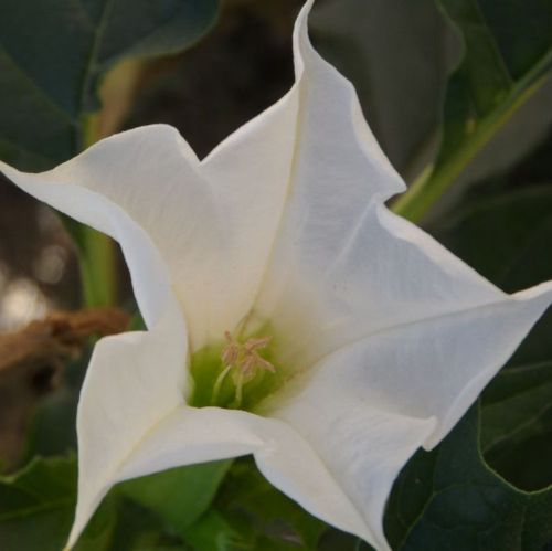 Brugmansia suaveolens White