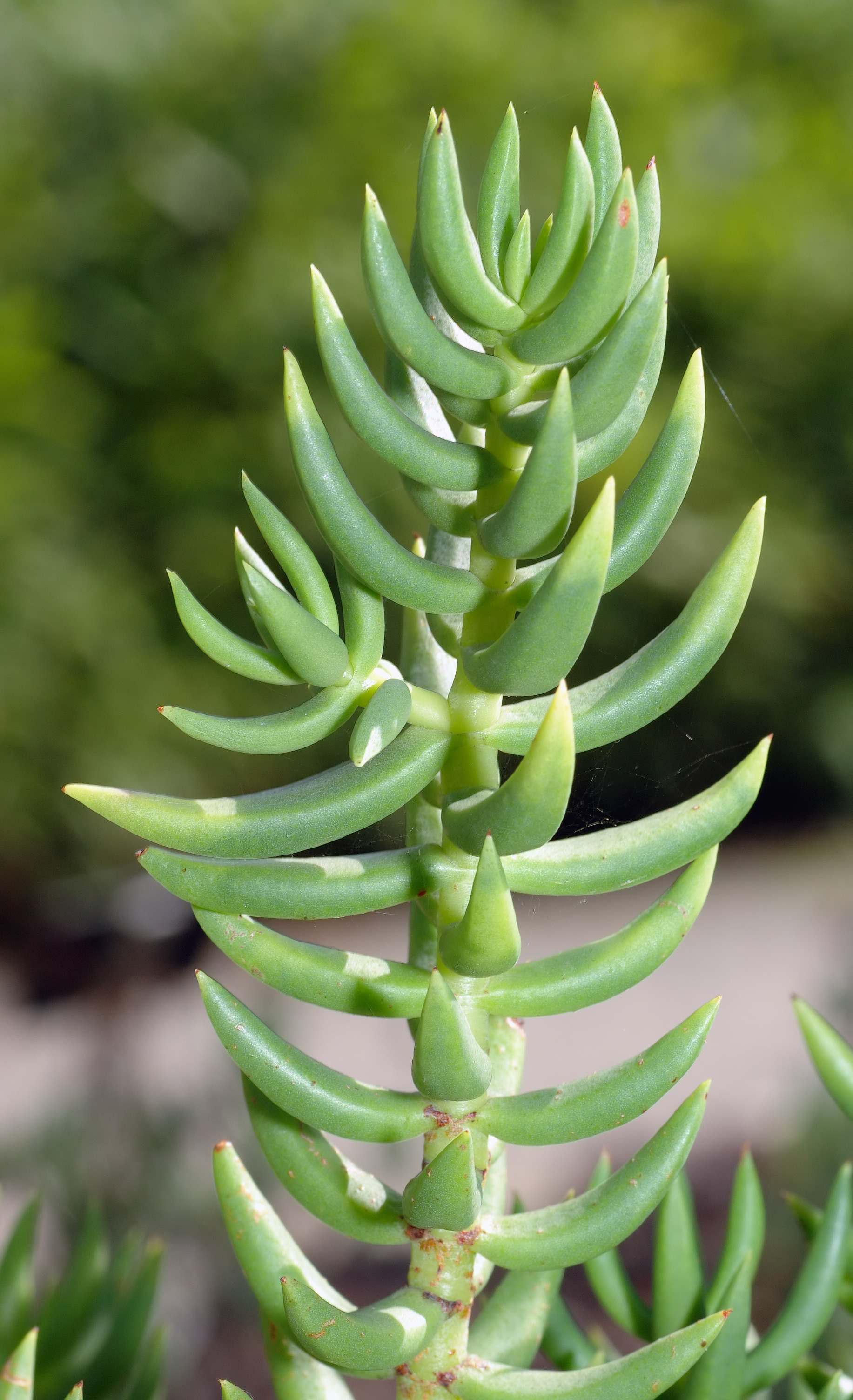 Crassula tetragona