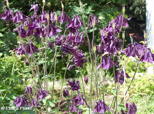 Aquilegia atrata