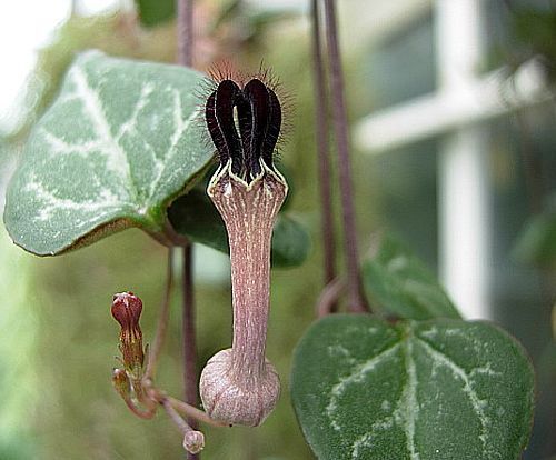 Ceropegia woodii