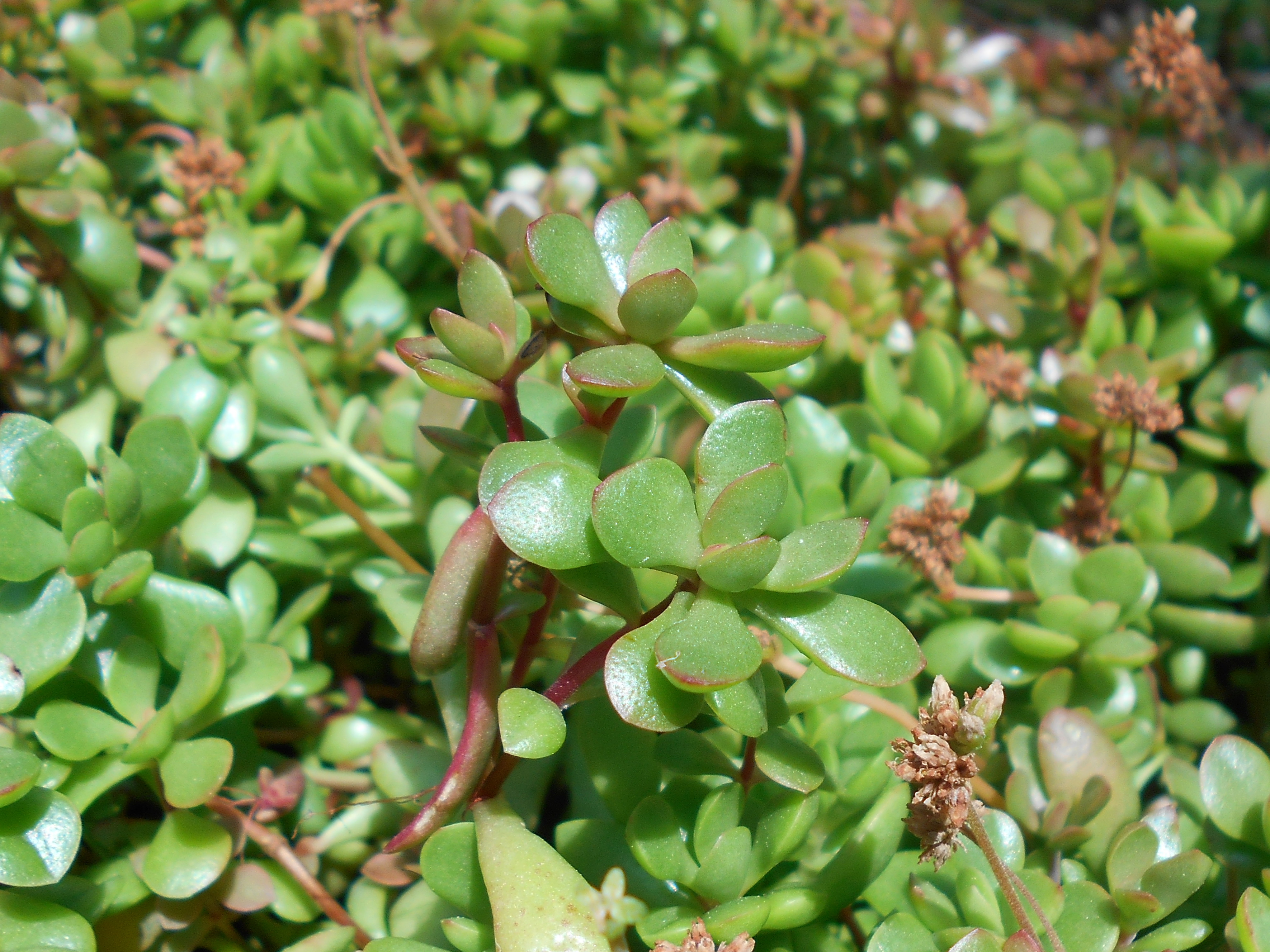 Crassula pubescens