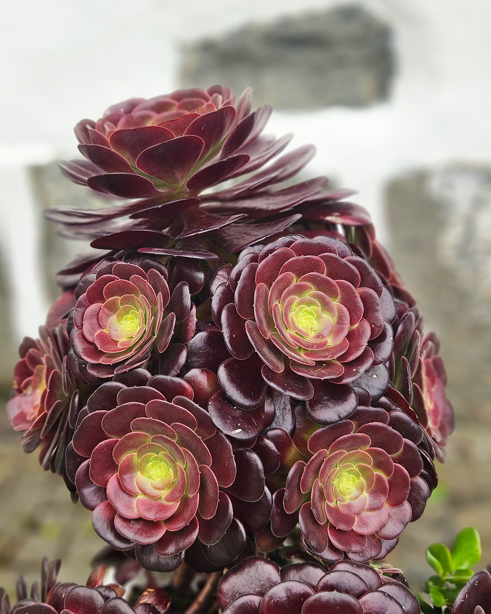 Aeonium arboreum atropurpureum