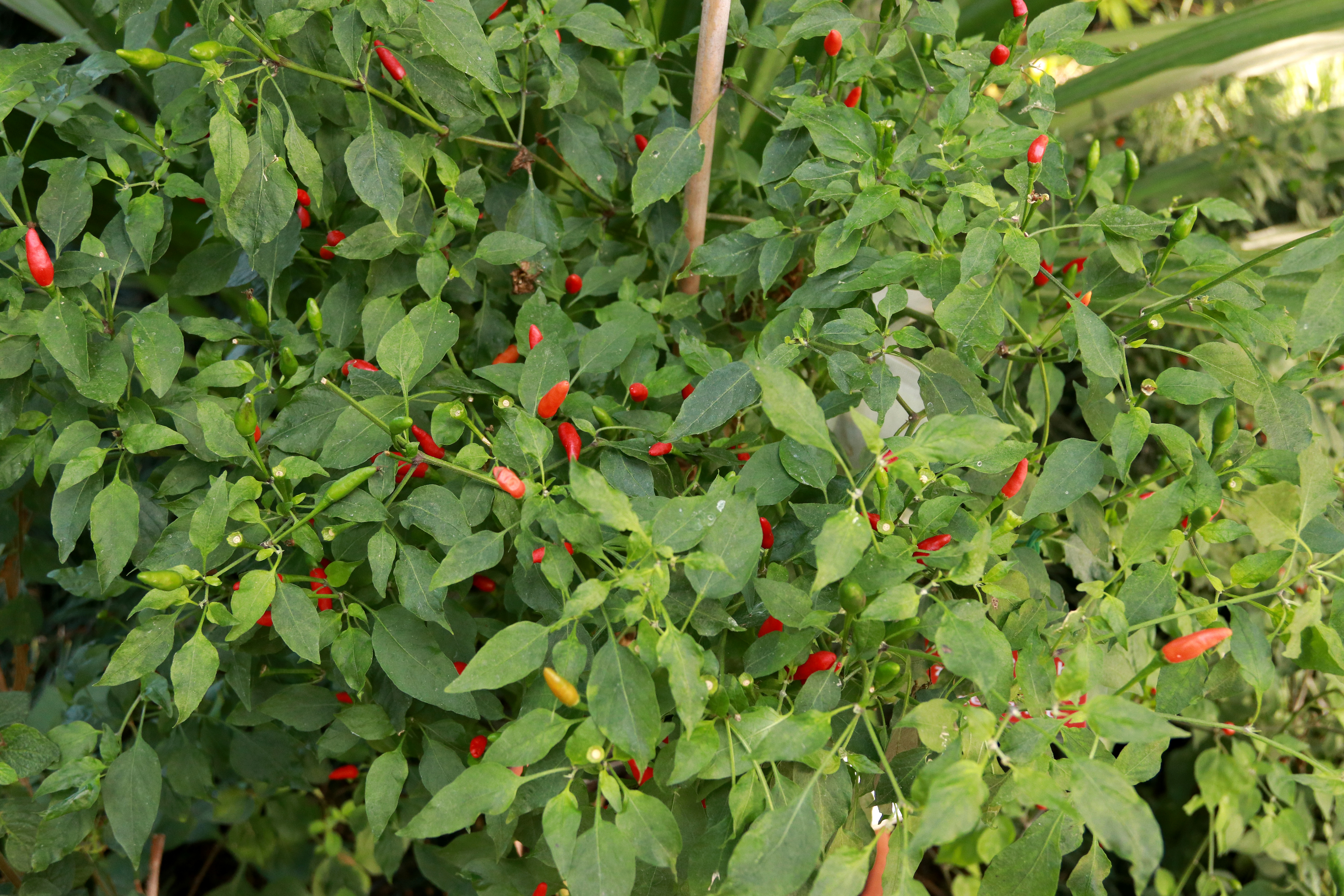 Capsicum tepin