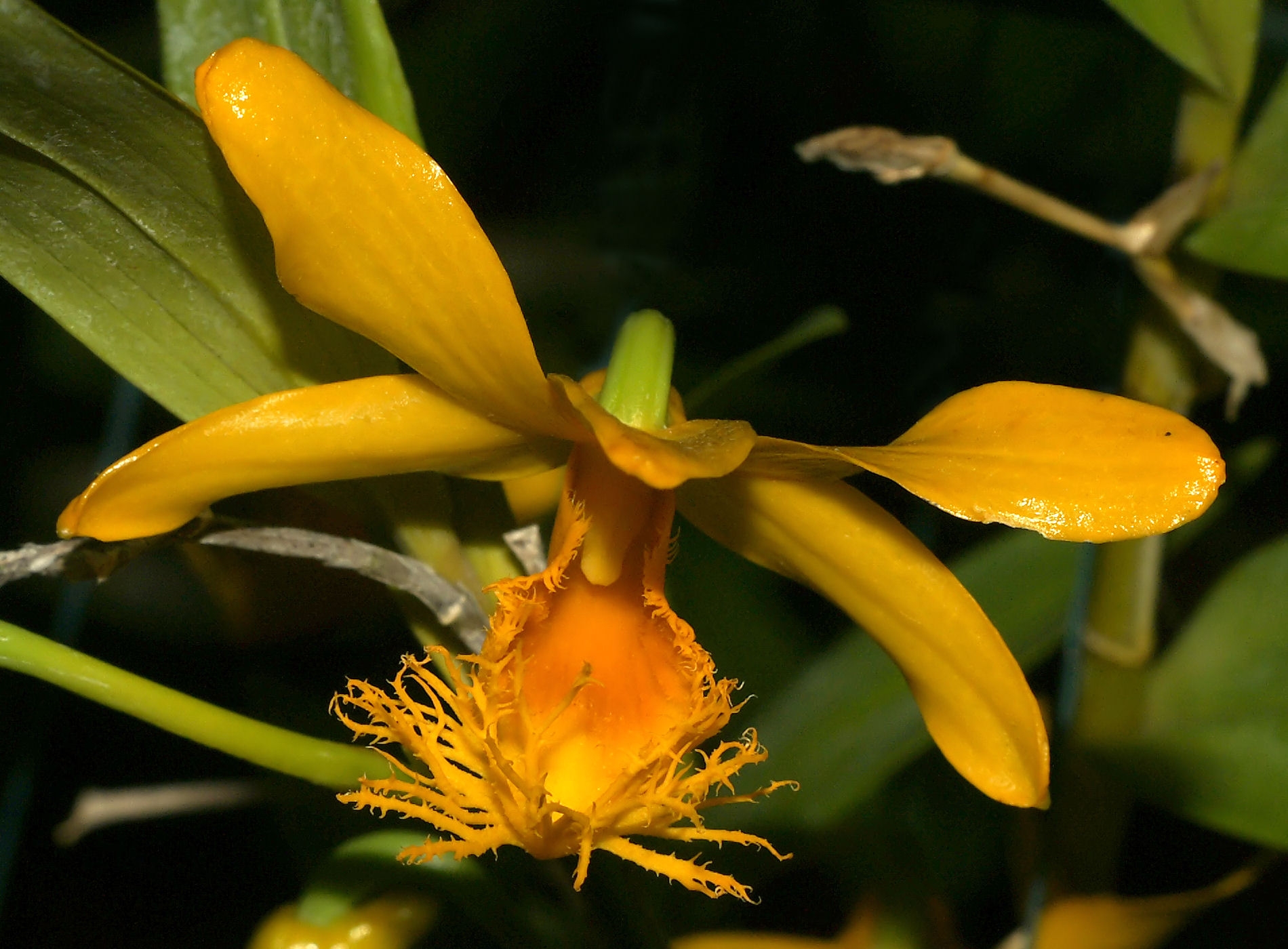 Dendrobium brymerianum