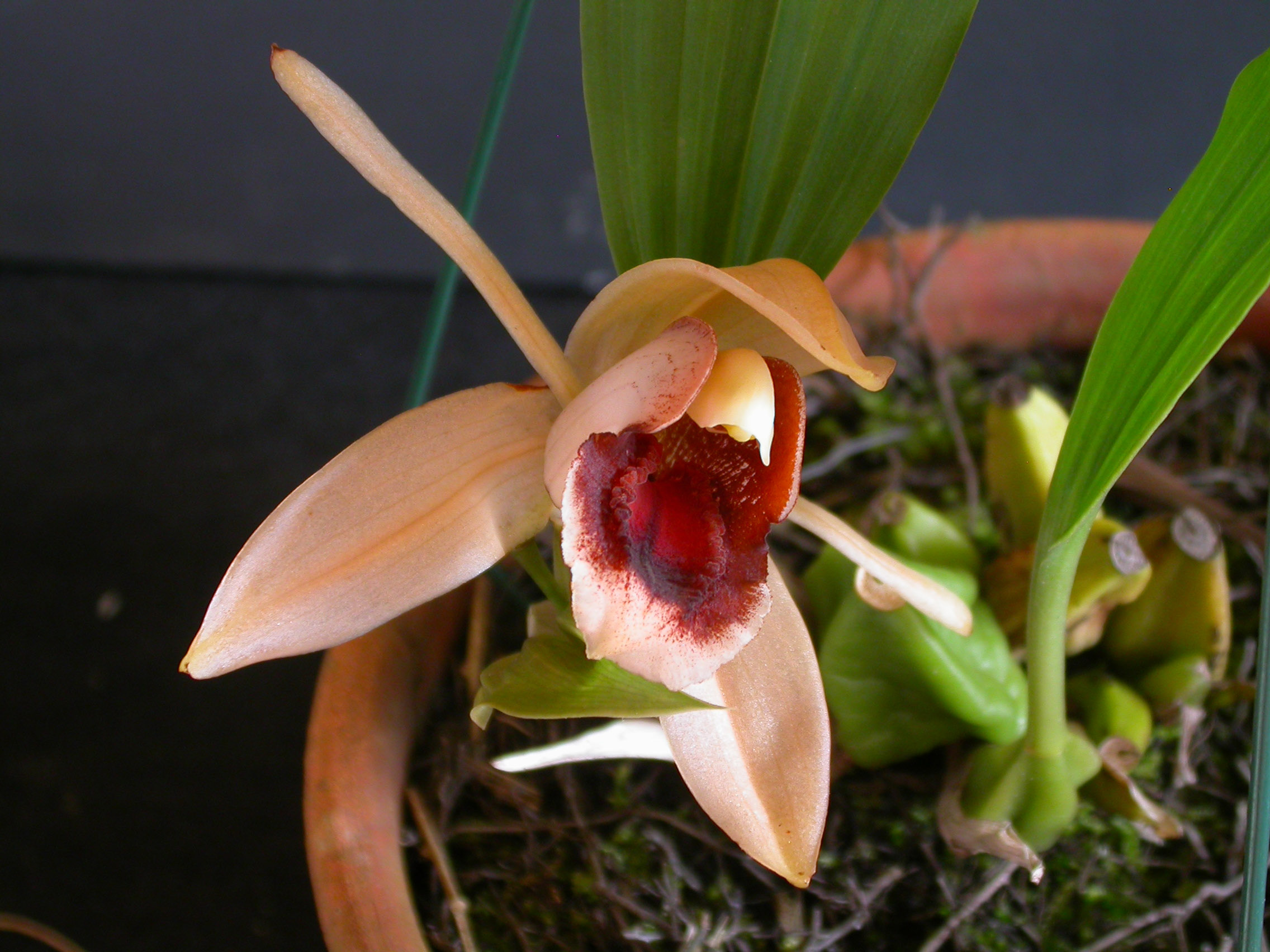 Coelogyne xyrekes