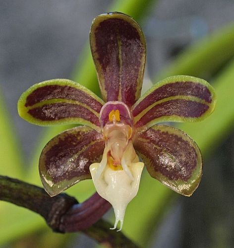Cleisostoma birmanicum