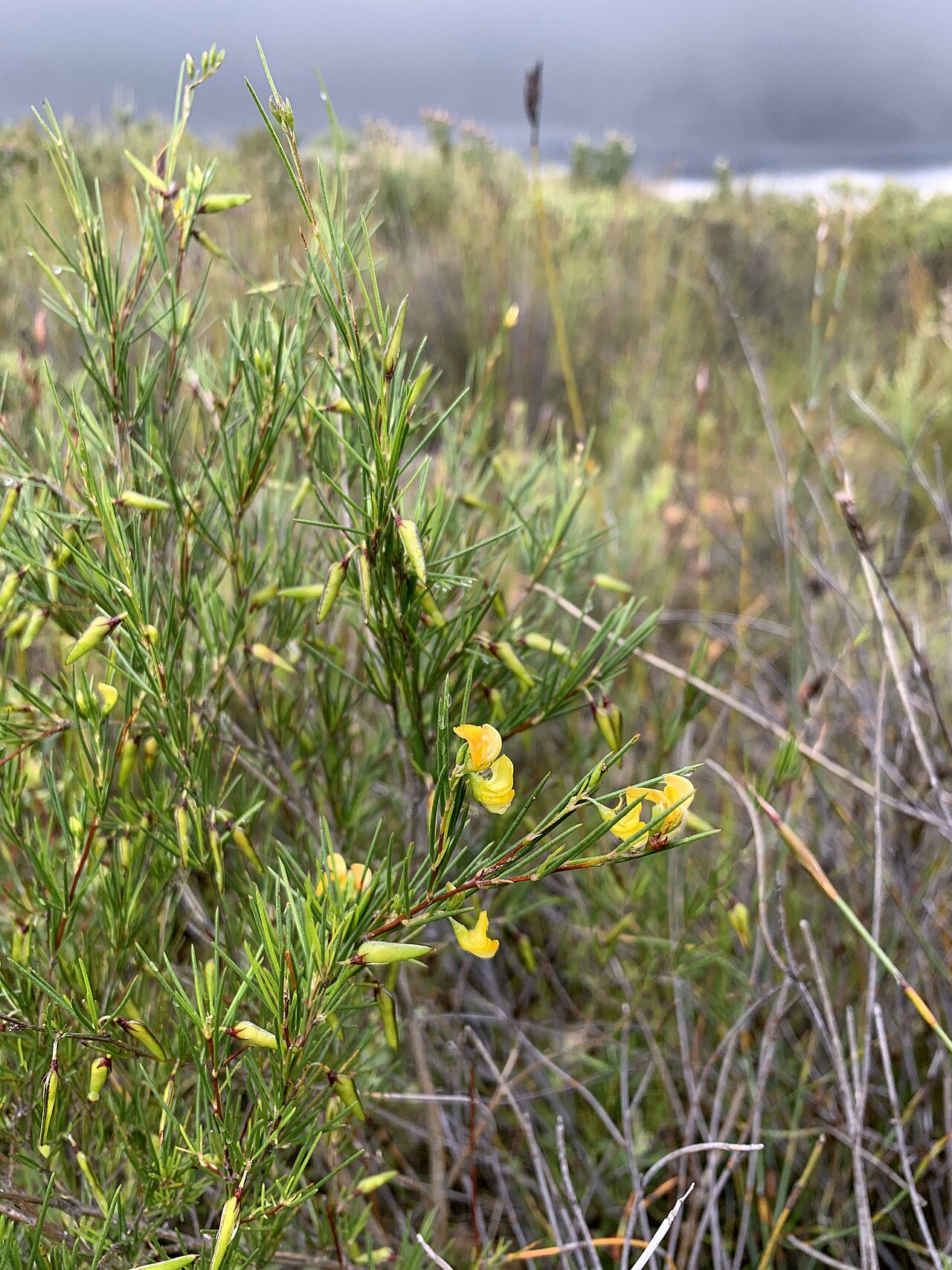 Aspalathus linearis