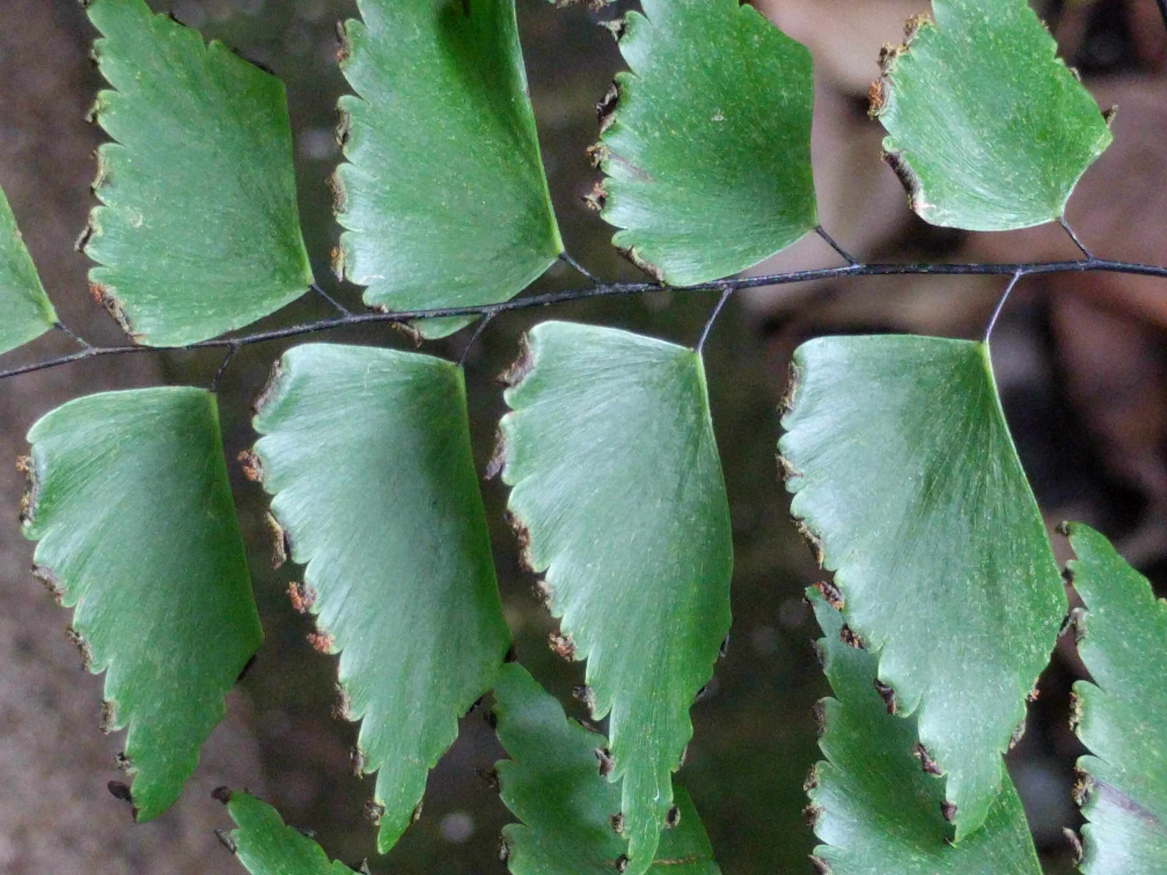 Adiantum trapeziforme