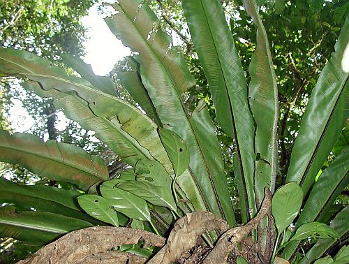 Asplenium serra