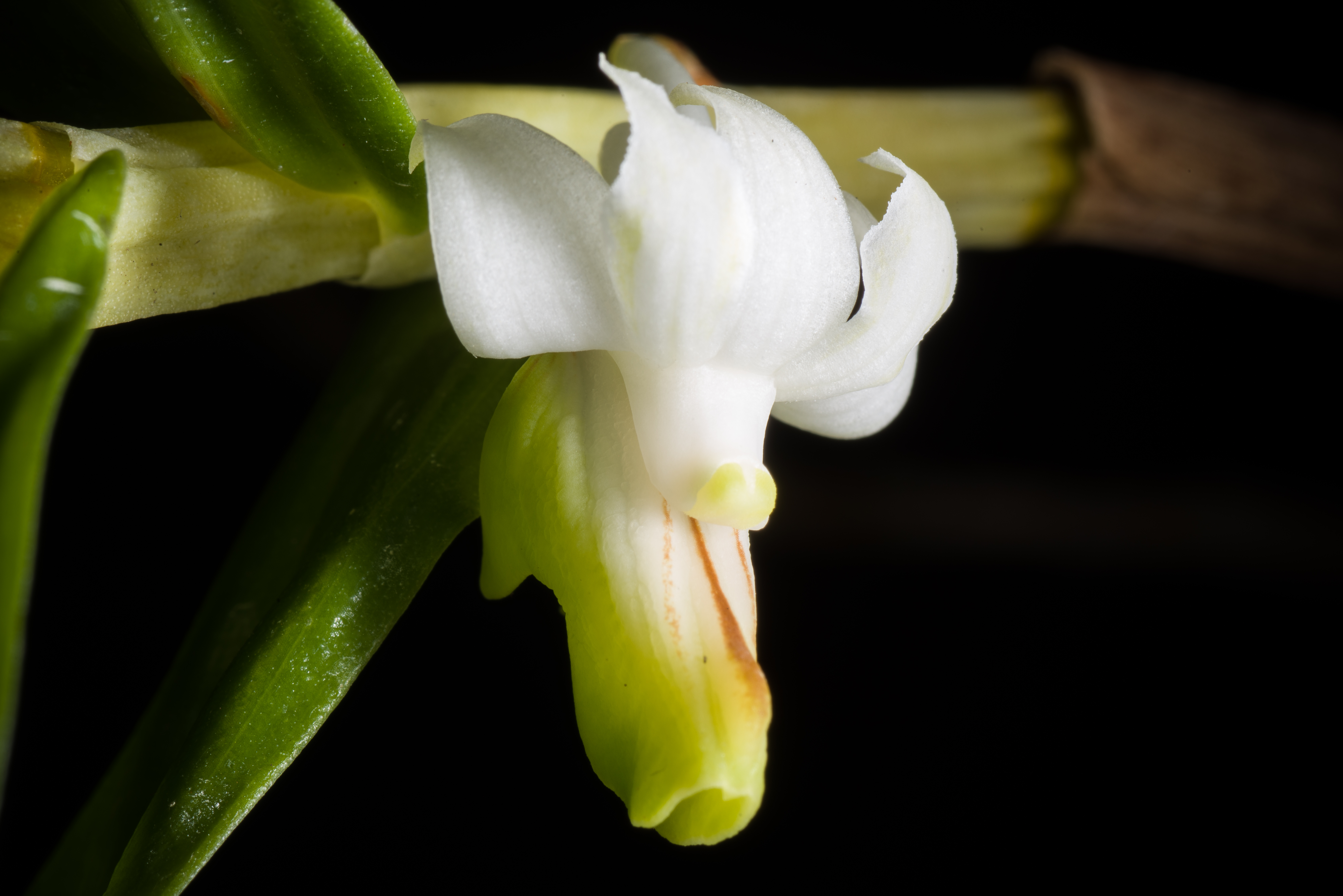 Dendrobium ellipsophyllum