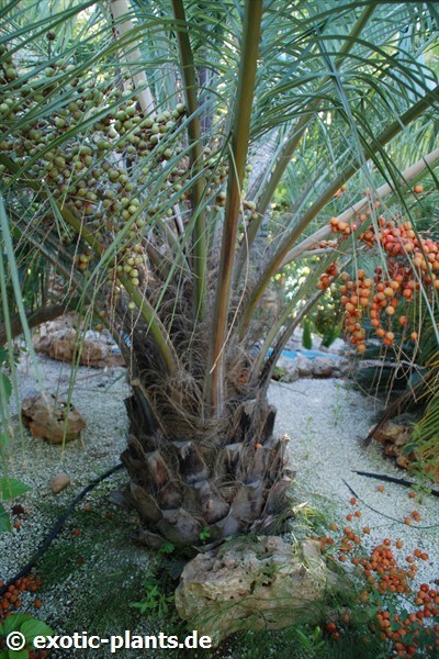 Butia capitata