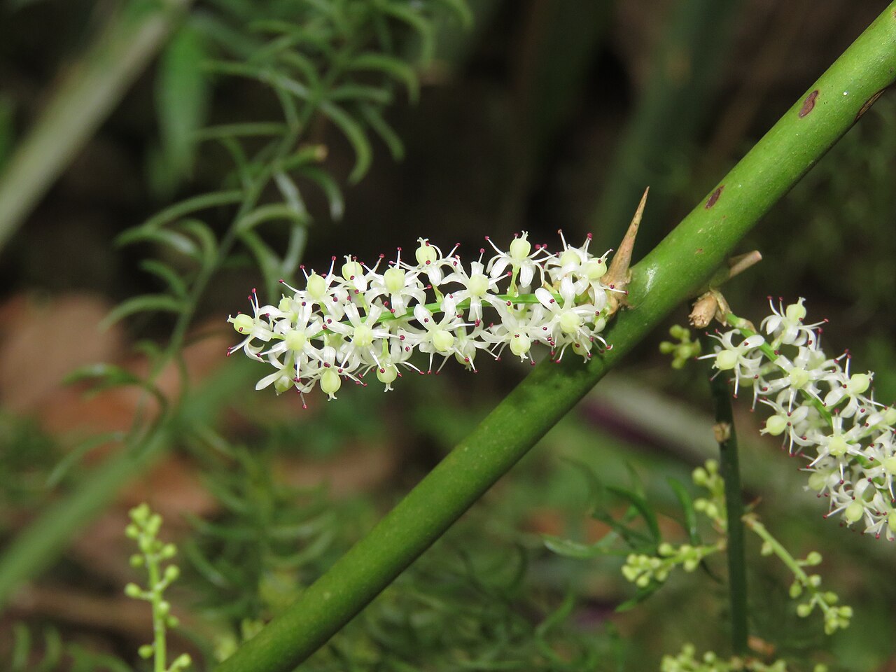 Asparagus racemosus