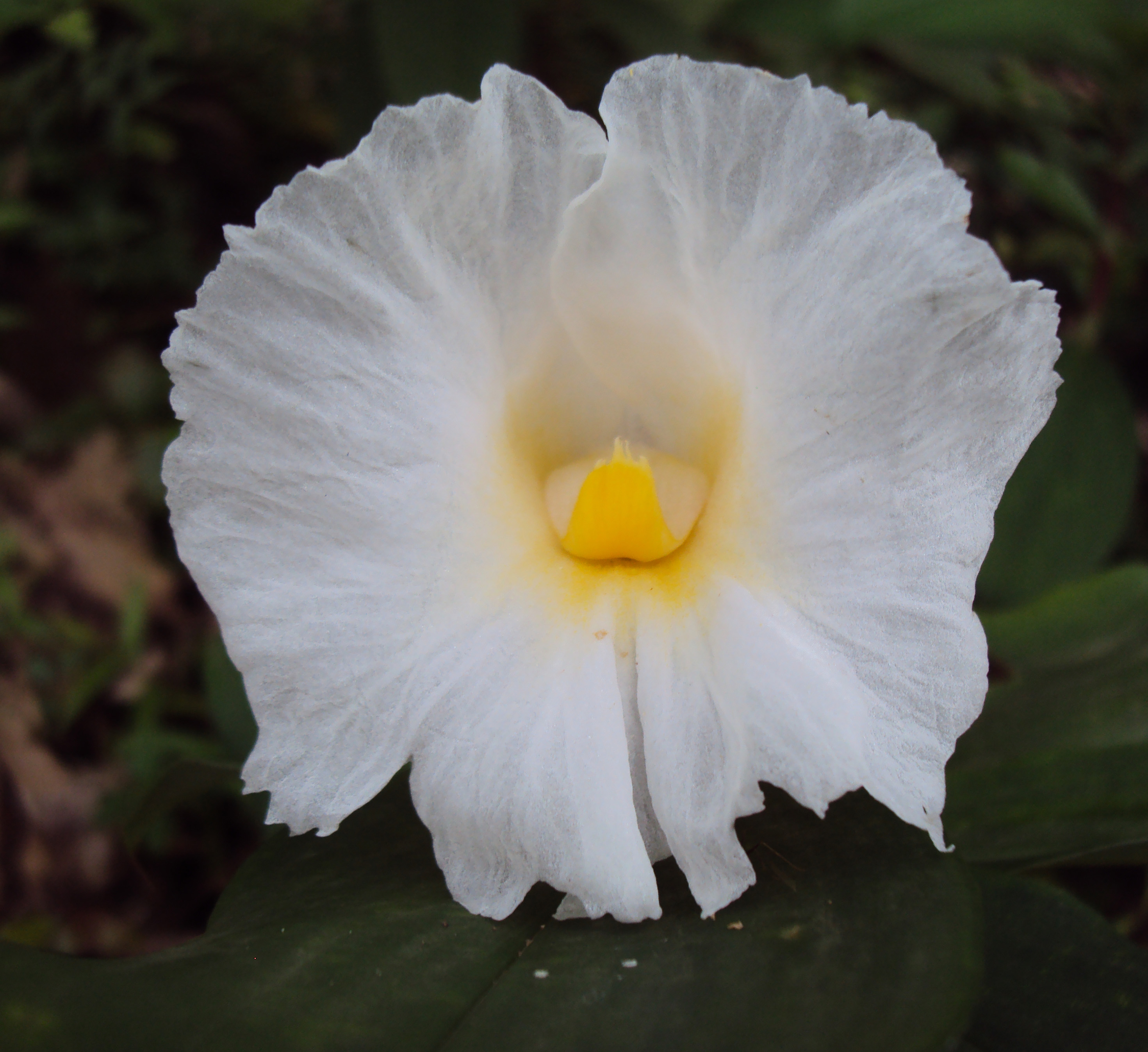 Costus speciosus