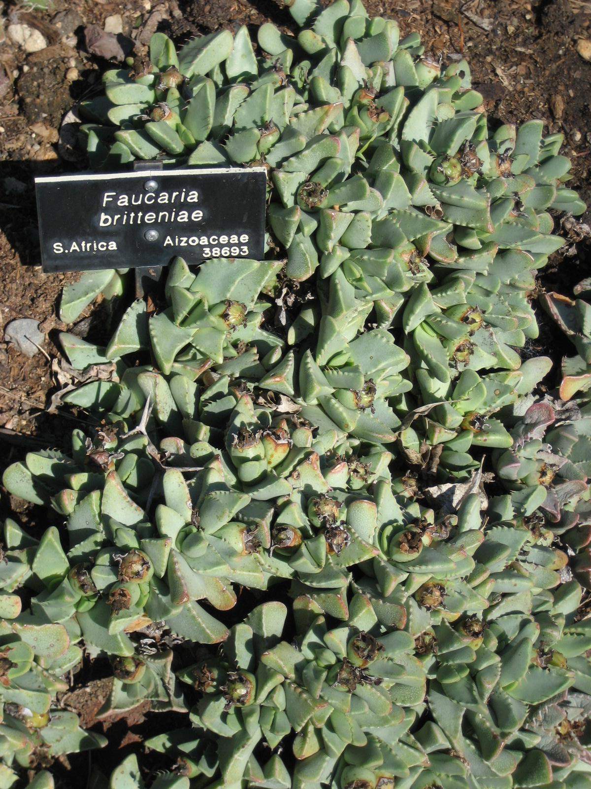 Faucaria britteniae