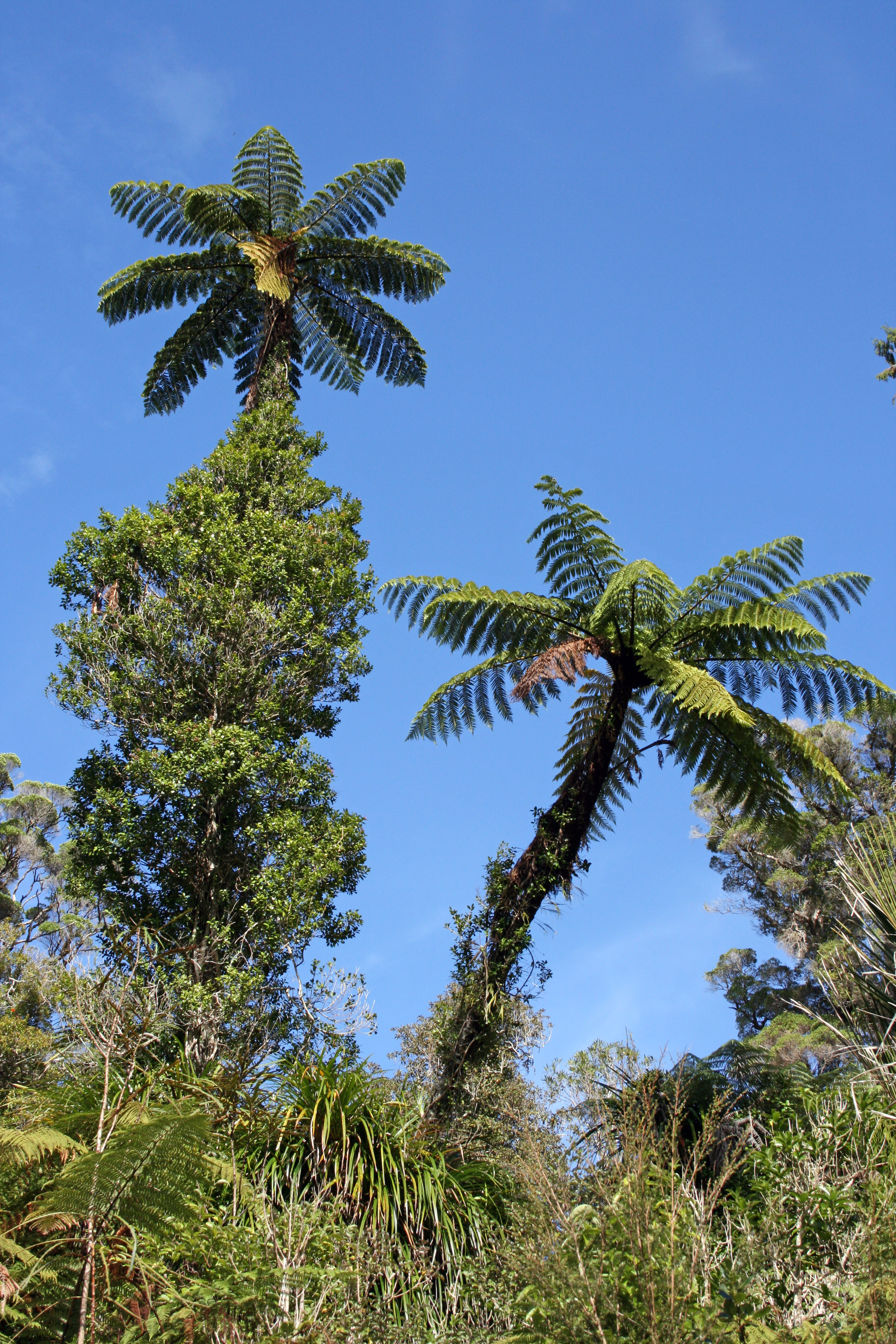 Cyathea medullaris
