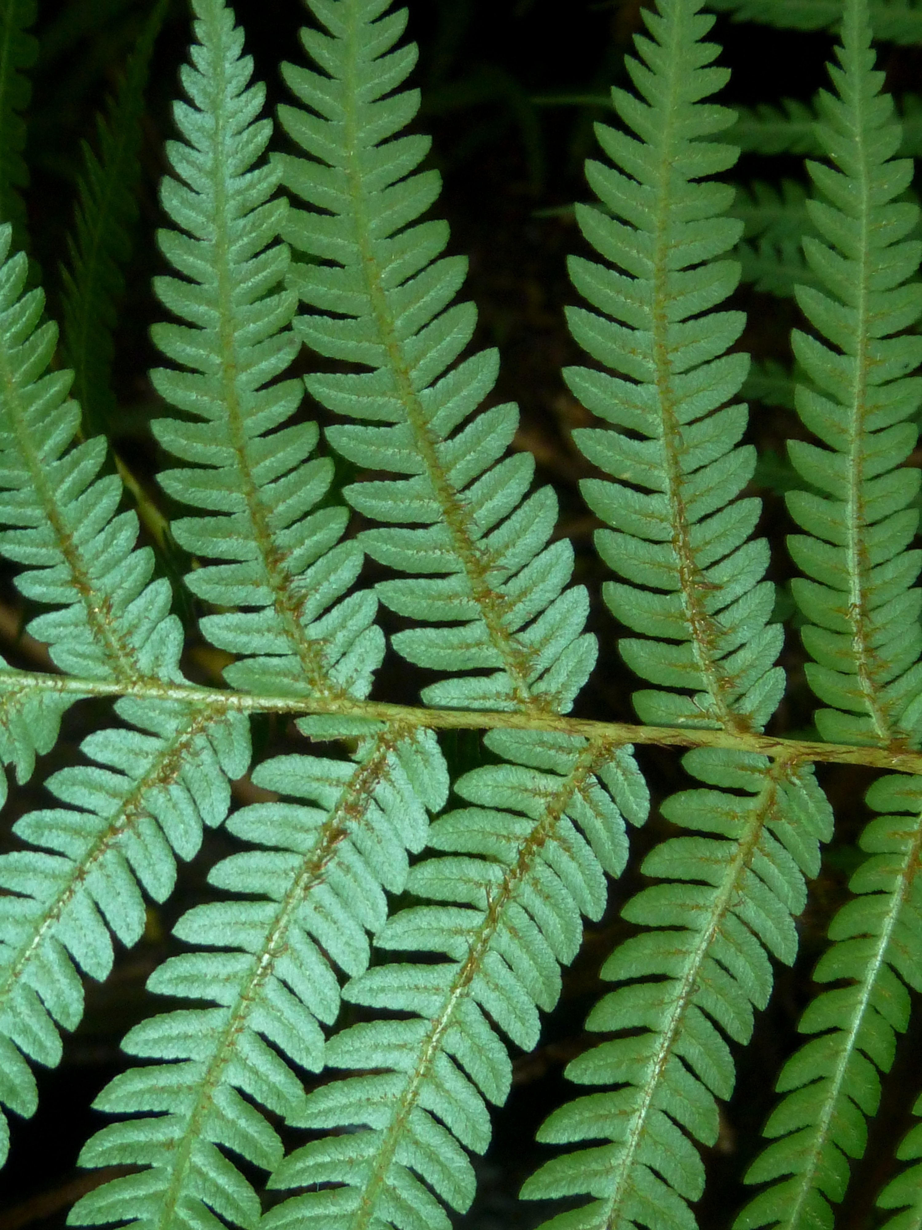 Cyathea dregei