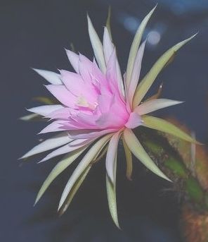 Arthrocereus rondonianus