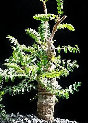 Boswellia neglecta