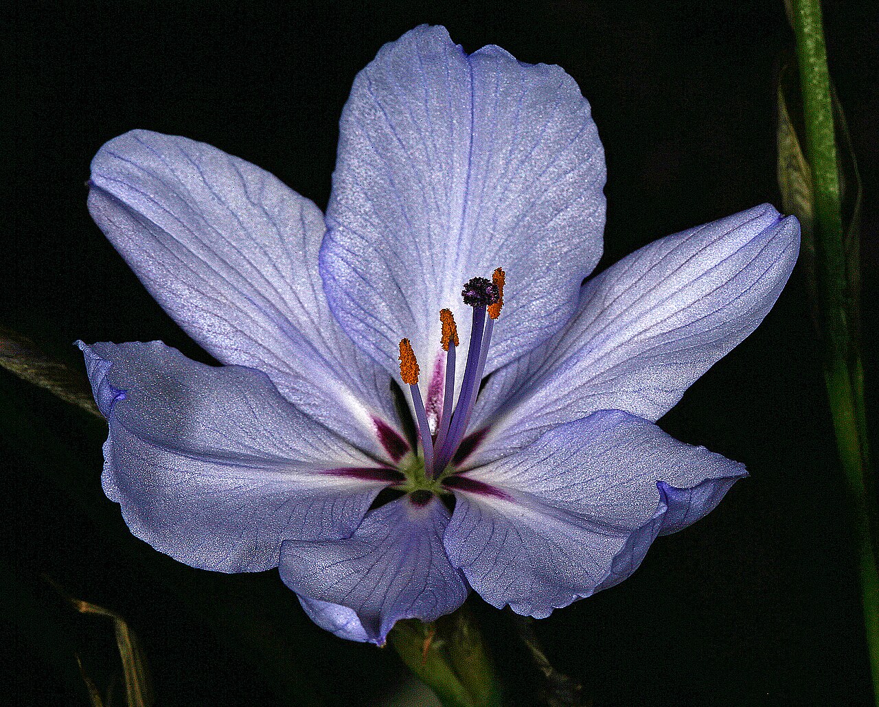 Aristea spiralis