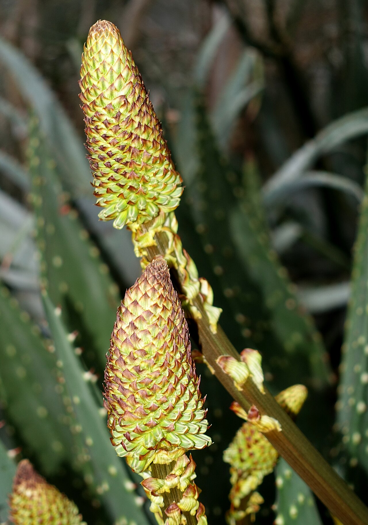 Aloe aculeata