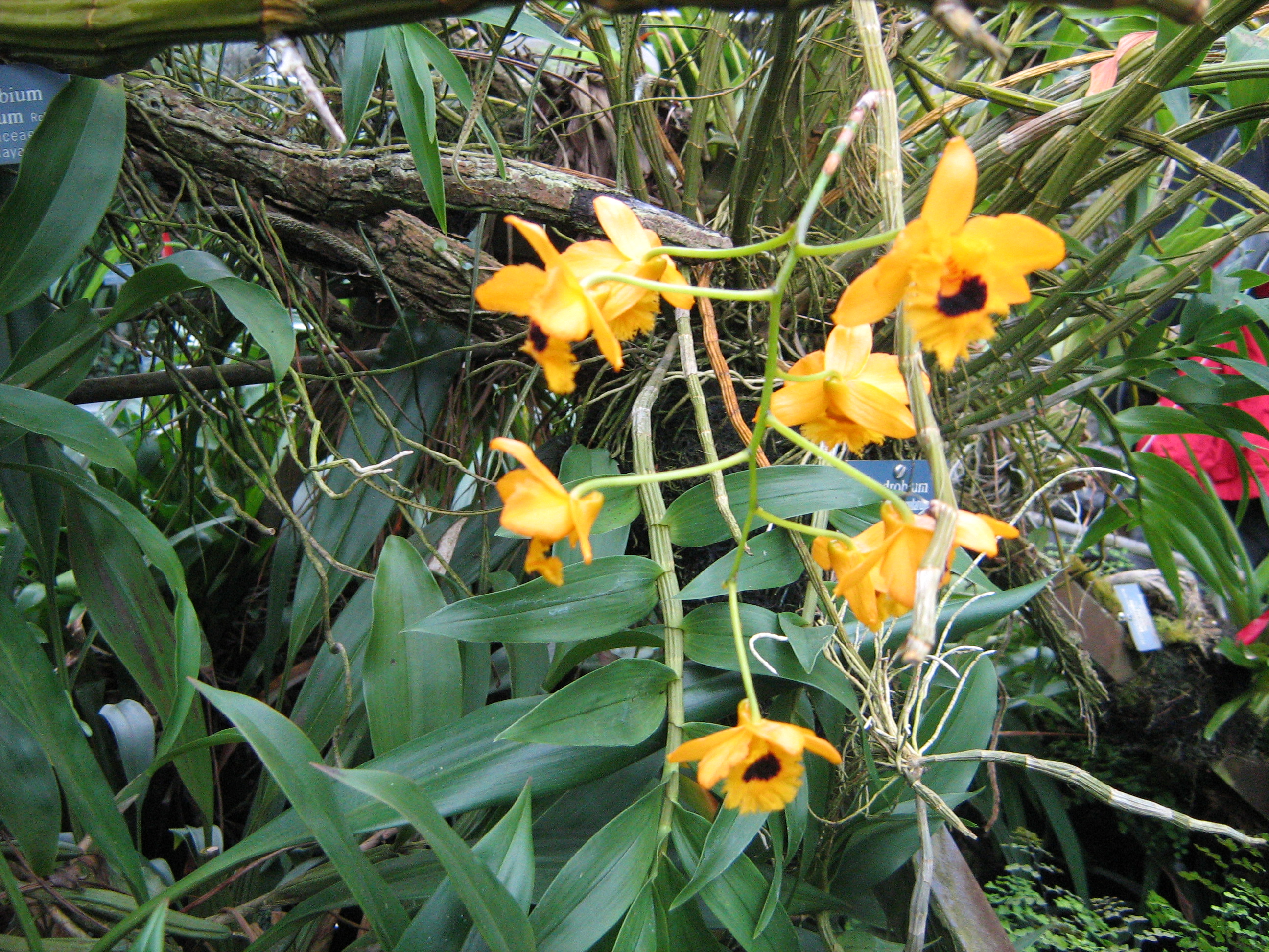 Dendrobium fimbriatum
