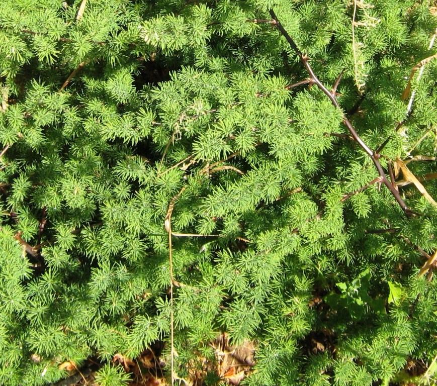 Asparagus rubicundus