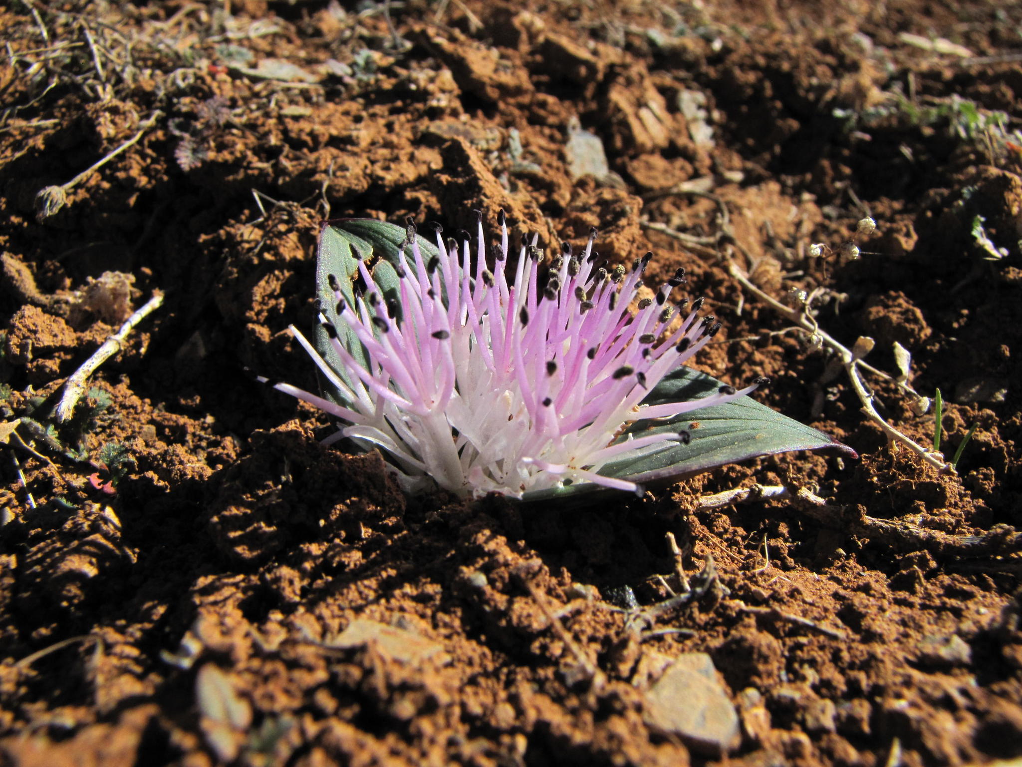 Daubenya alba