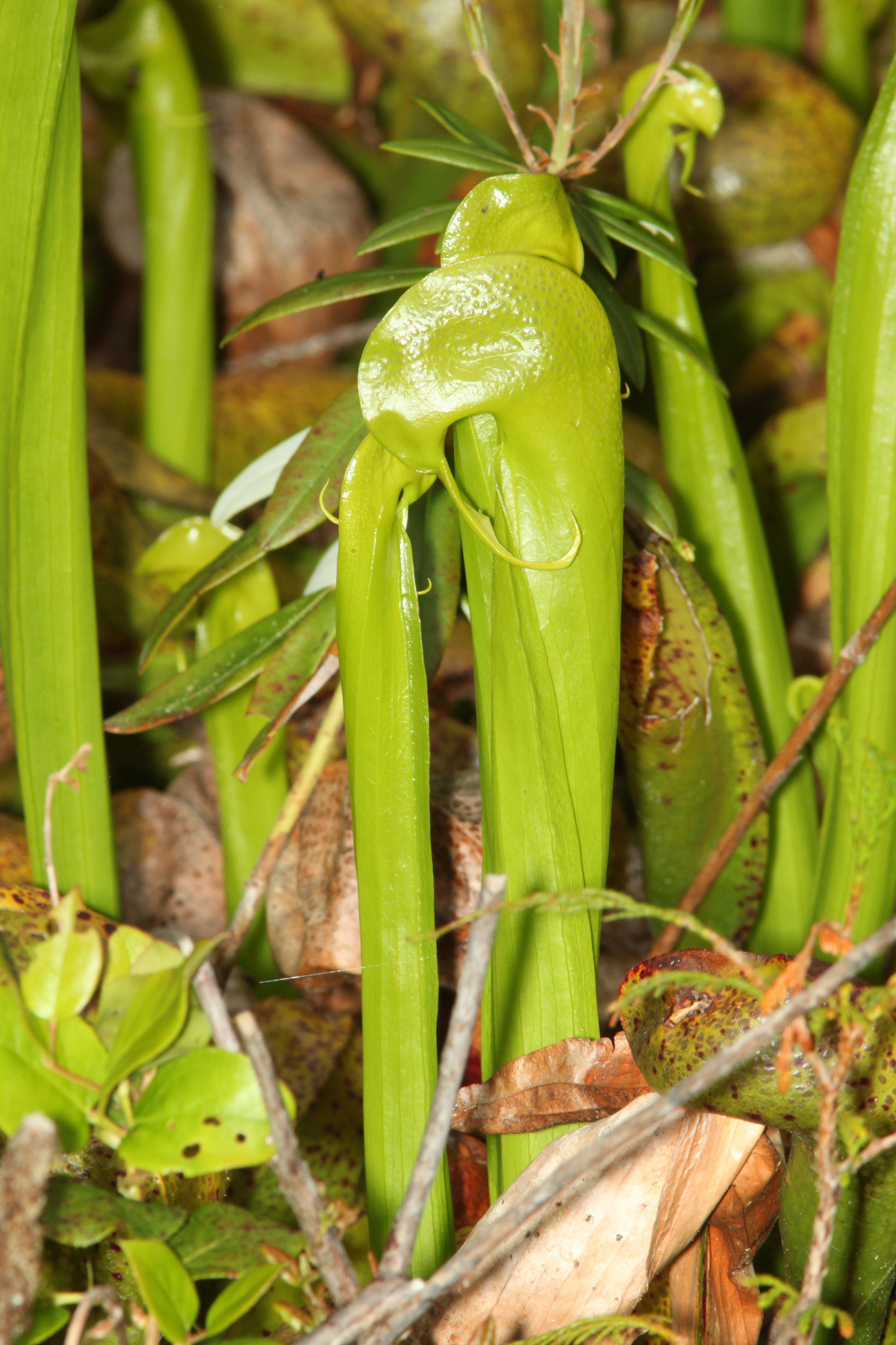Darlingtonia californica