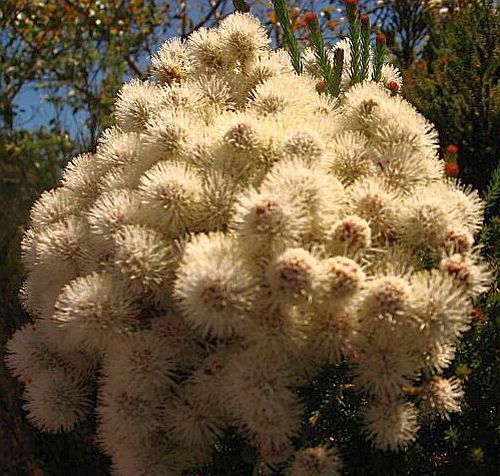 Berzelia intermedia