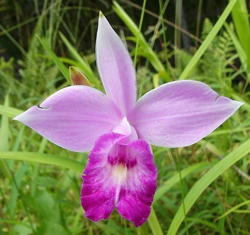 Arundina graminifolia