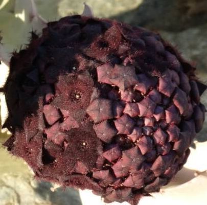 Caralluma russeliana